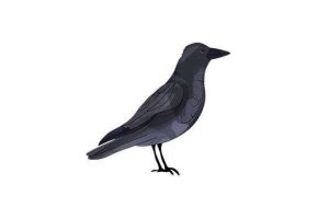 Crow - Watercolor