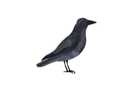 Crow - Watercolor